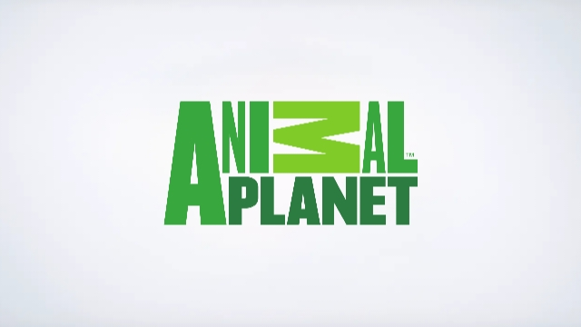 Assistir Animal Planet ao vivo, 24 horas, <strong>de graça</strong>, aqui no Futebol Play HDD .com .br.